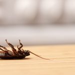 cockroach pest control gold coast