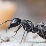 pet friendly ant pest control treatment gold coast brisbane