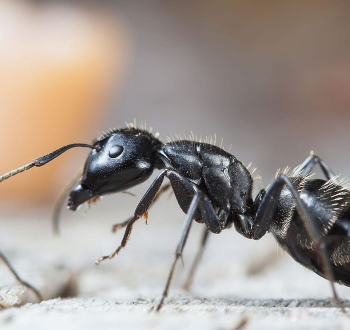 pet friendly ant pest control treatment gold coast brisbane