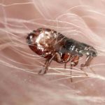 pet friendly flea pest control gold coast brisbane