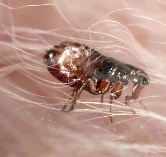 pet friendly flea pest control gold coast brisbane