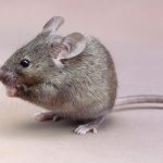 pet friendly rodent pest control gold coast brisbane