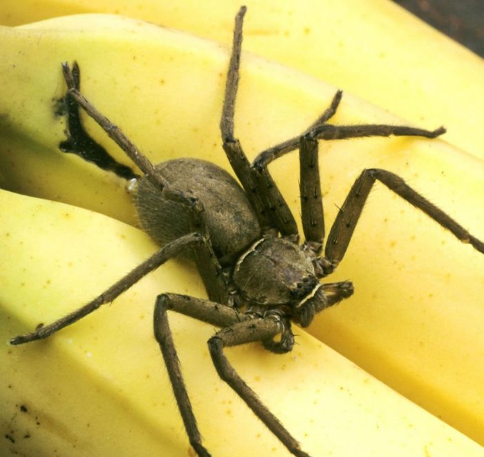 pet safe spider pest control treatment gold coast brisbane
