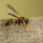 safe chemical wasp pest control treatment gold coast brisbane