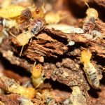 termite inspection building pest gold coast brisbane