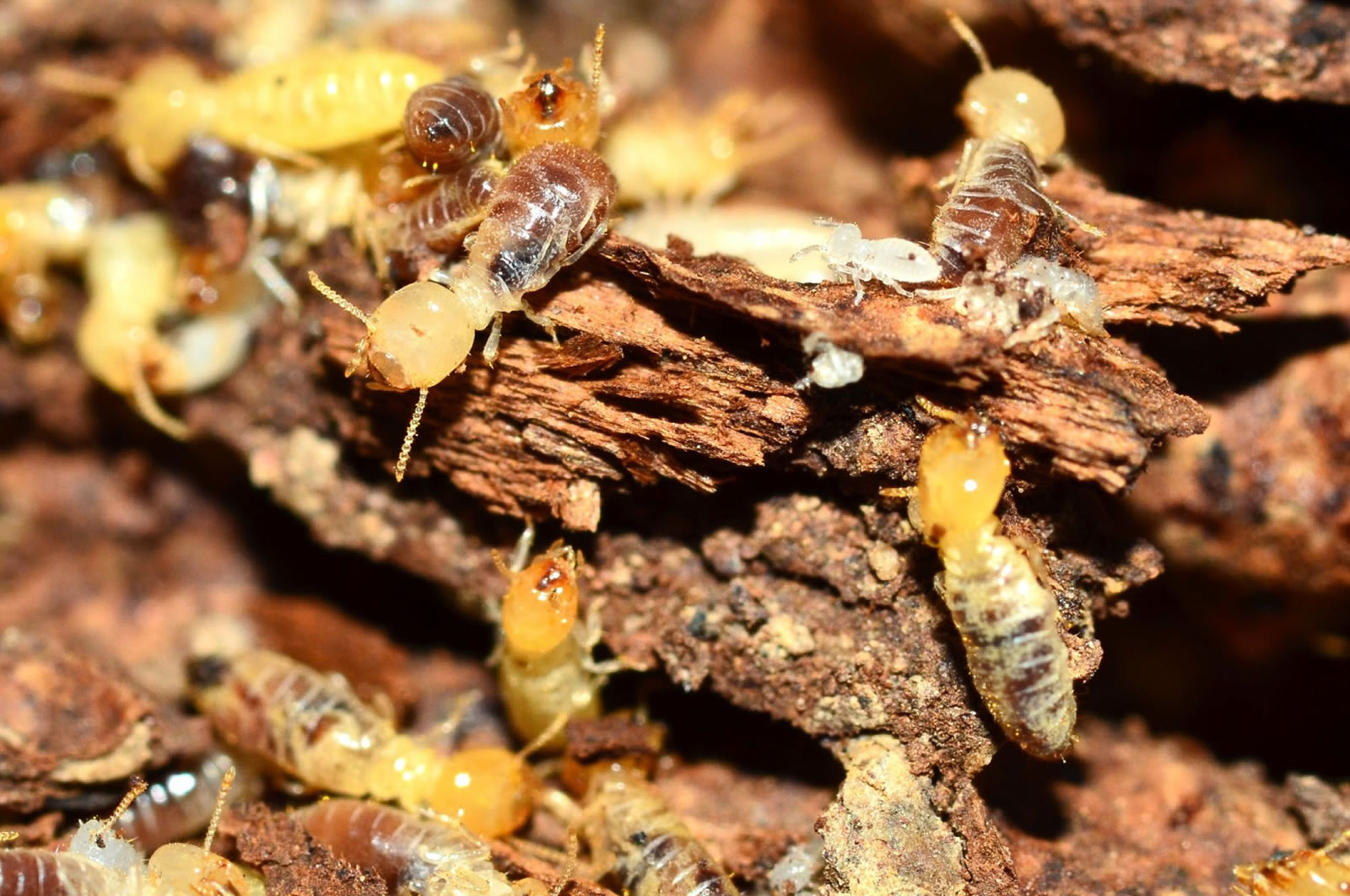 termite inspection building pest gold coast brisbane