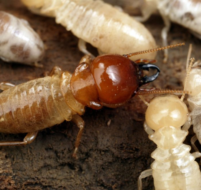 termite management removal pest control gold coast brisbane